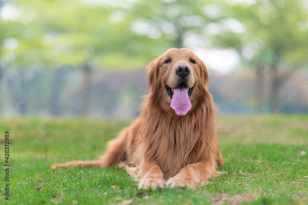 Golden Retriever lying on the grass Golden Retriever lying on the grass