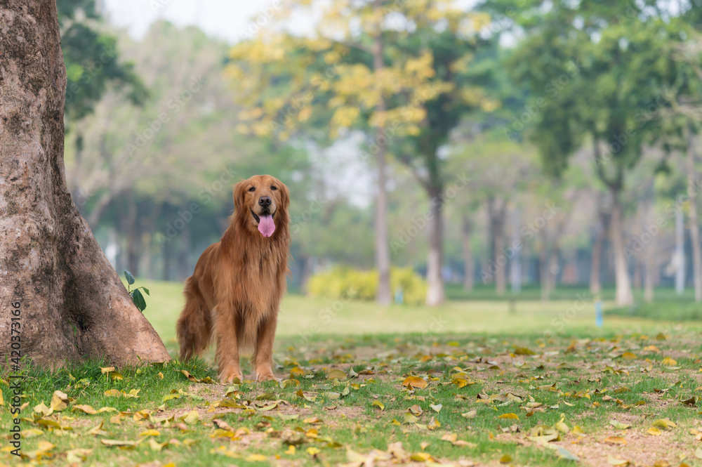 Golden Retriever playing on the grass in the park Golden Retriever playing on the grass in the park