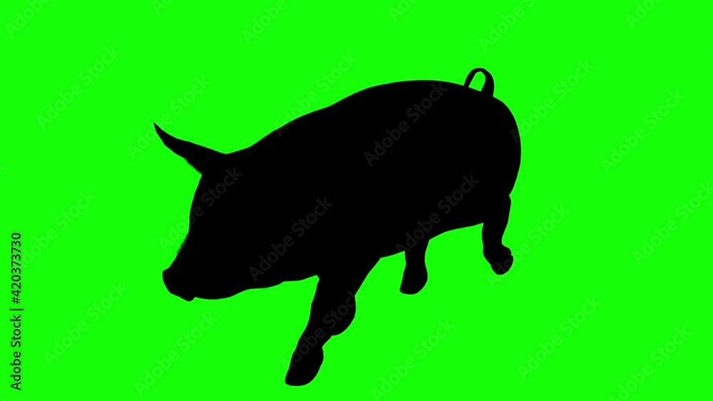 Silhouette of a pig walking, on green screen, perspective view. Animal silhouettes seamless loop 3D animation. Silhouette of a pig walking, on green screen, perspective view. Animal silhouettes seamless loop 3D animation.