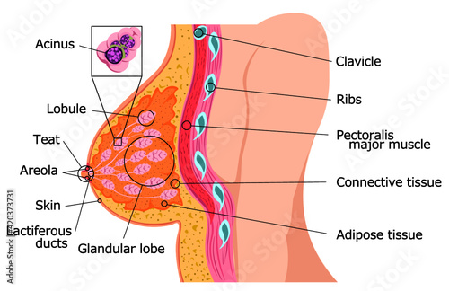 乳房構造　イラスト