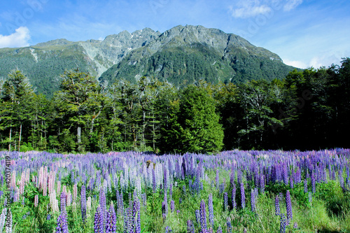 Blooming purple flowers in the field in mountains photo