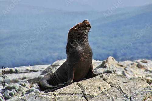 Seals on the island in Beagle channel close Ushuaia city, Tierra del Fuego, Argentina