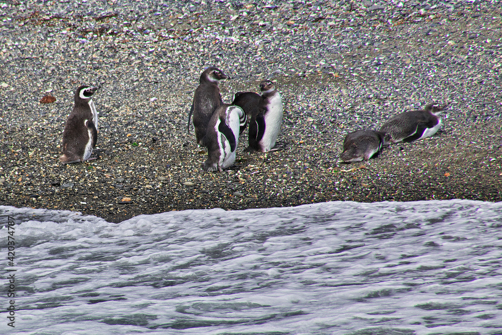 Obraz premium Penguins on the island in Beagle channel close Ushuaia city, Tierra del Fuego, Argentina