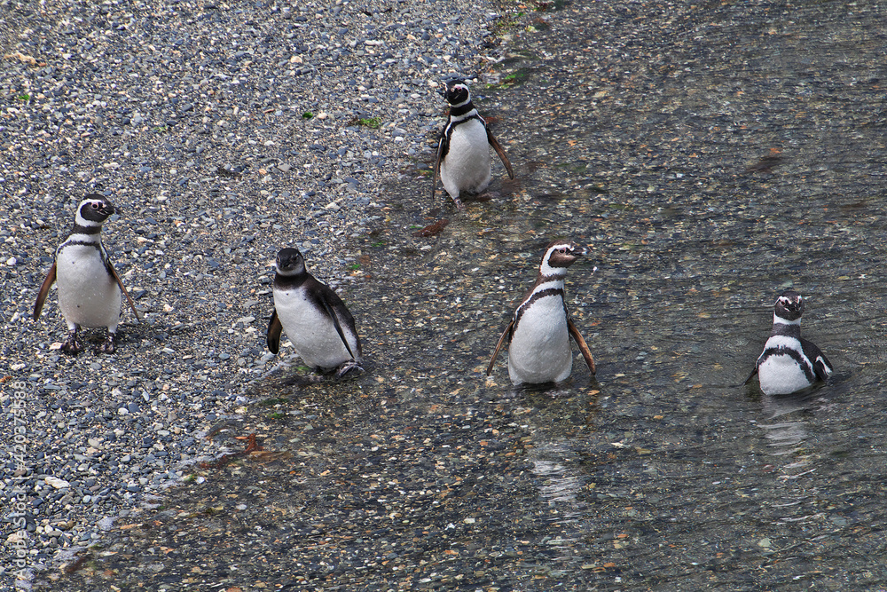 Obraz premium Penguins on the island in Beagle channel close Ushuaia city, Tierra del Fuego, Argentina
