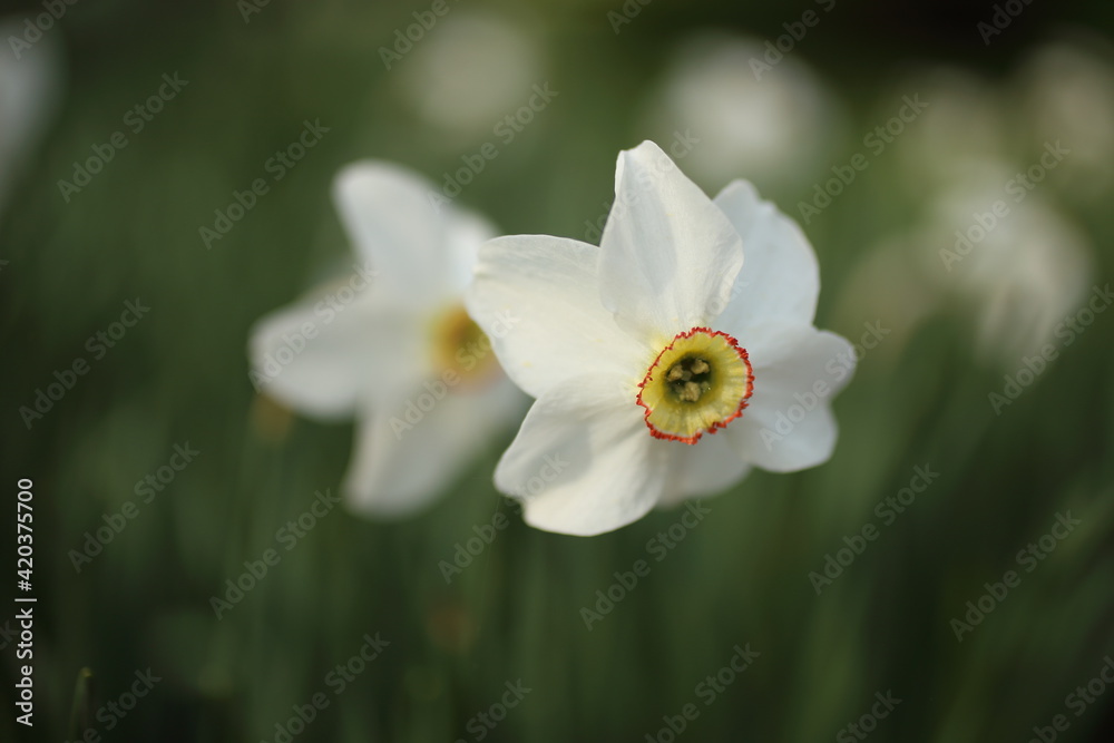 White narcissuses blooming in spring garden, green background White narcissuses blooming in spring garden, green background