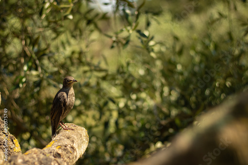 starling bird on an olive tree