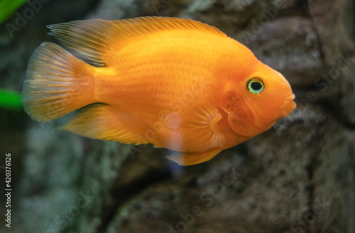 orange fish in the aquarium