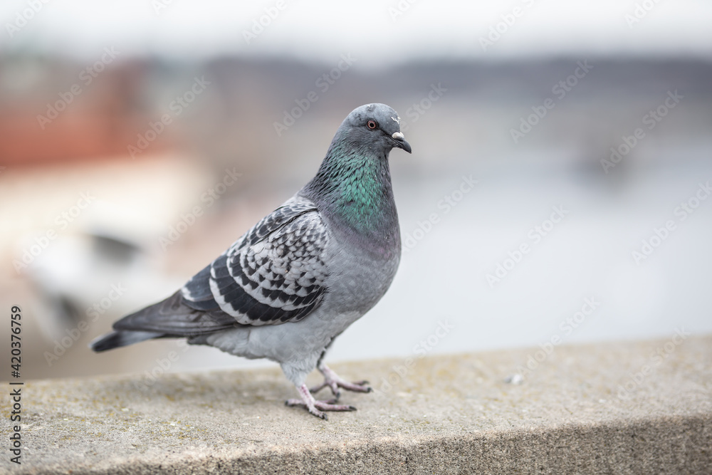 Obraz premium A pigeon stands on the rim of a building in the urban environment