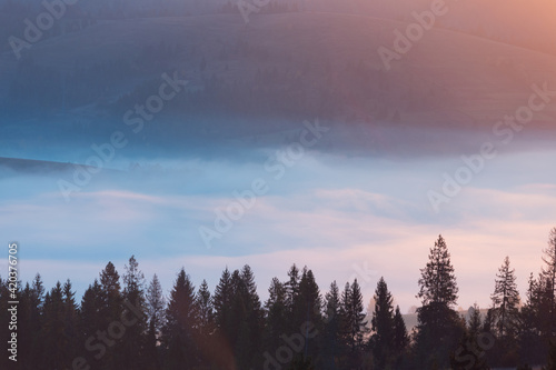 Beautiful autumn scenic panorama of foggy Carpathian mountains at early morning. Spruce forest, covered with fog between the mountain hills.