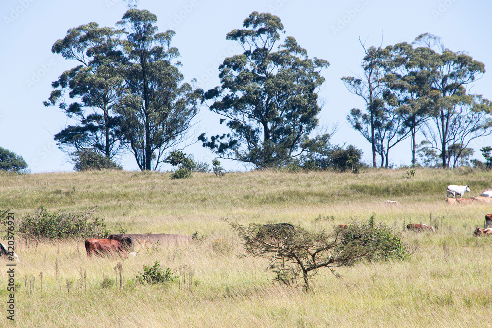 Trees and Long Grass Obscuring Grazing Cattle