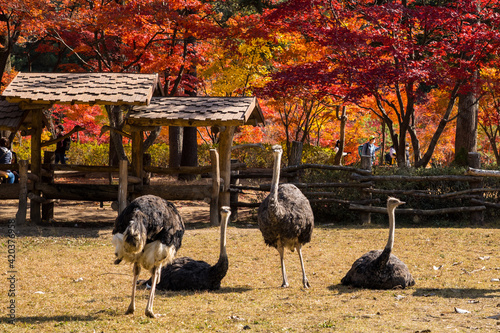 Group of ostrich at the grass field with red maple autumn tree in Nami Island,South korea photo