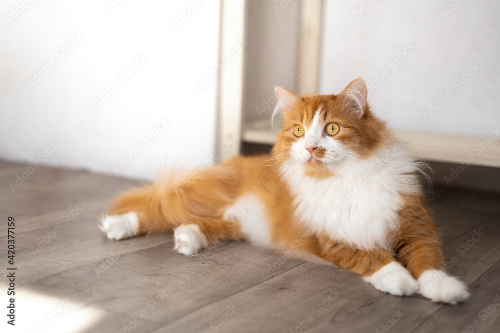 A large fluffy red cat lies beautifully on the floor in the interior of a modern apartment and looks attentively with large yellow eyes A large fluffy red cat lies beautifully on the floor in the interior of a modern apartment and looks attentively with large yellow eyes