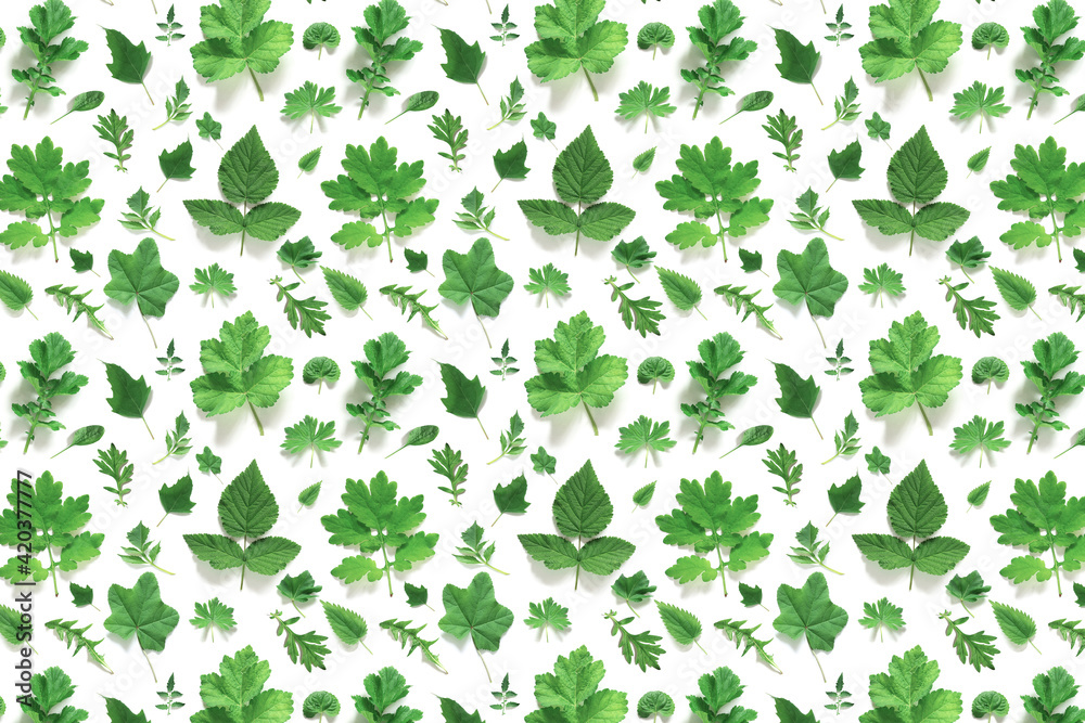 Pattern of various natural green leaves on a white background, as a backdrop or texture. Spring, summer wallpaper for your design. Top view Flat lay