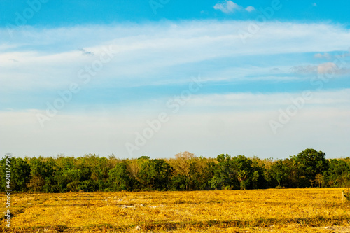 Rice field and tree line landscape on beautiful blue sky background in evening with copyspace.