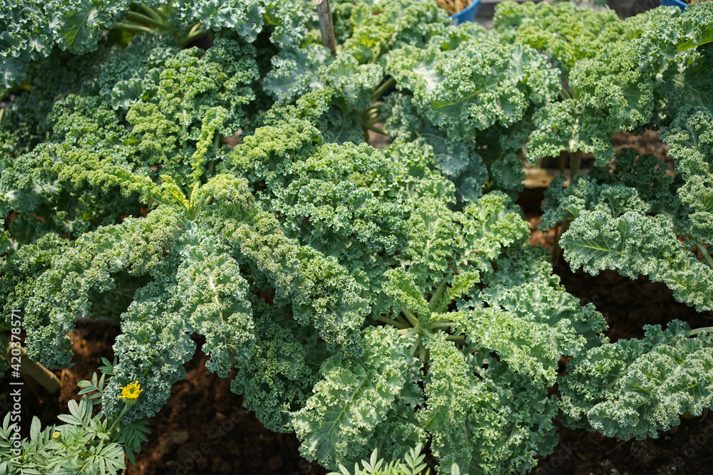 Green curly kale leaves 
