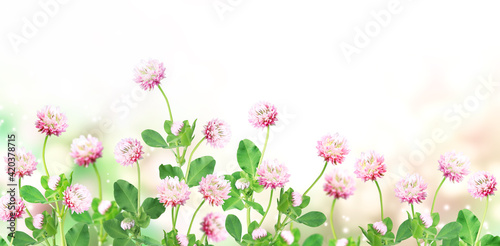 Fototapeta Naklejka Na Ścianę i Meble -  Wild red clover (Trifolium pratense) on sunny nature spring background
