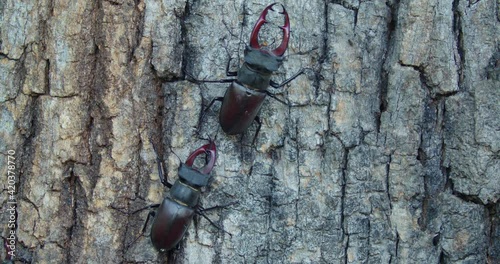 Males of the stag beetle (Lucanus cervus) fighting on a tree photo