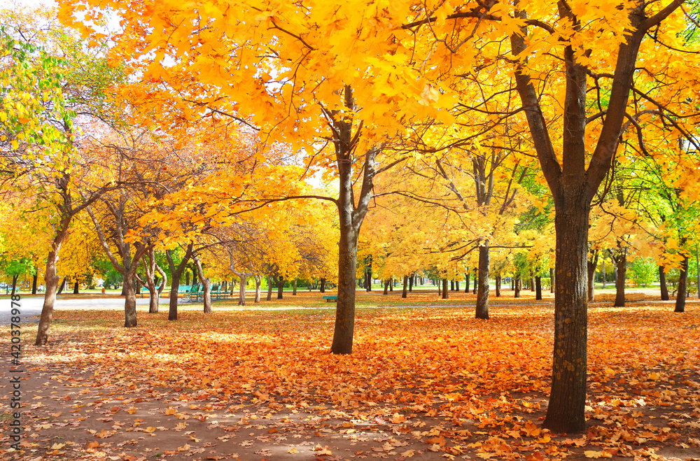 Beautiful landscape with maple alley in autumn park