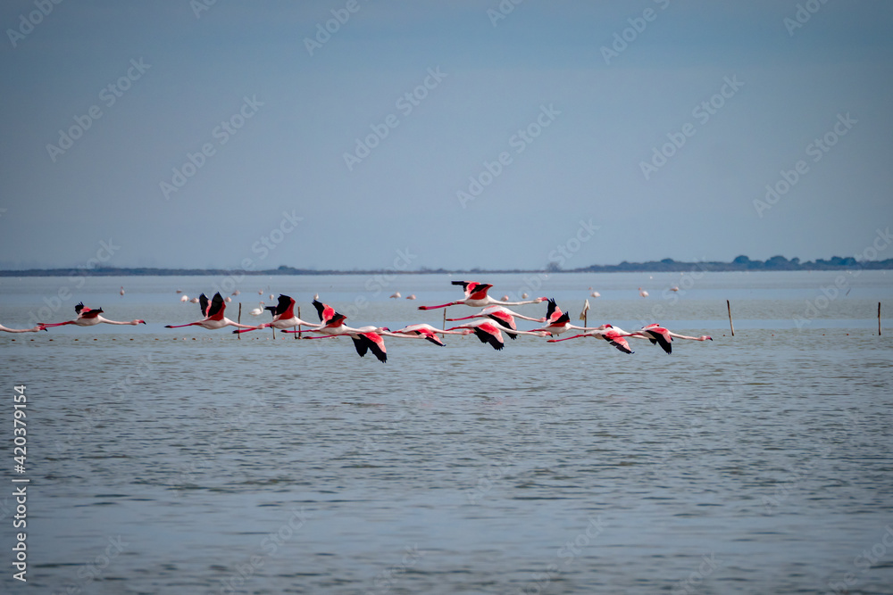 Large flock of Flamingos flying together above water