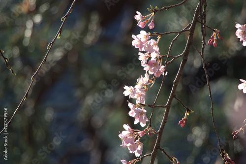 しだれ桜