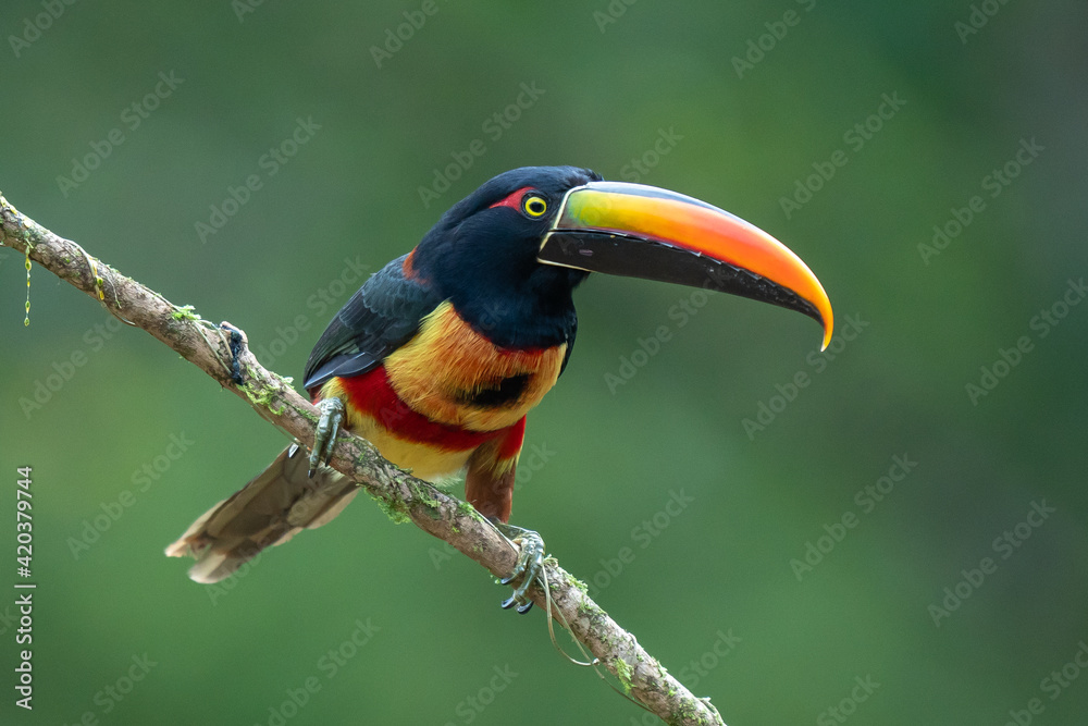 Fierybilled Aracari Pteroglossus frantzii is a toucan, a near