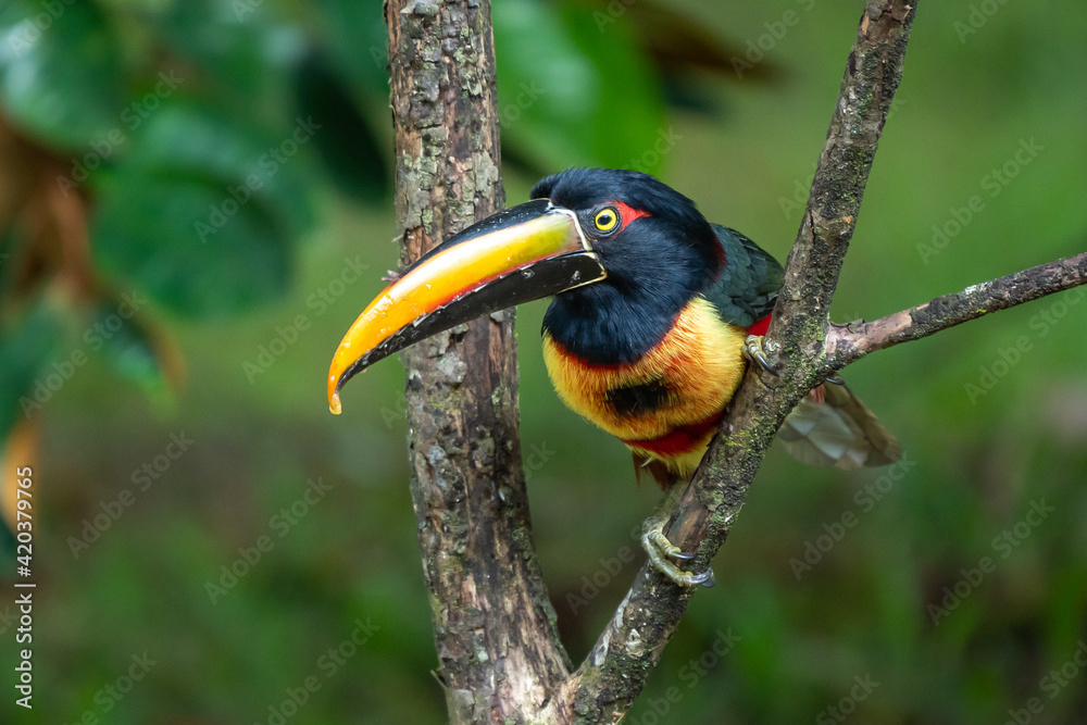 Obraz premium Fiery-billed Aracari - Pteroglossus frantzii is a toucan, a near-passerine bird. It breeds only on the Pacific slopes of southern Costa Rica and western Panama