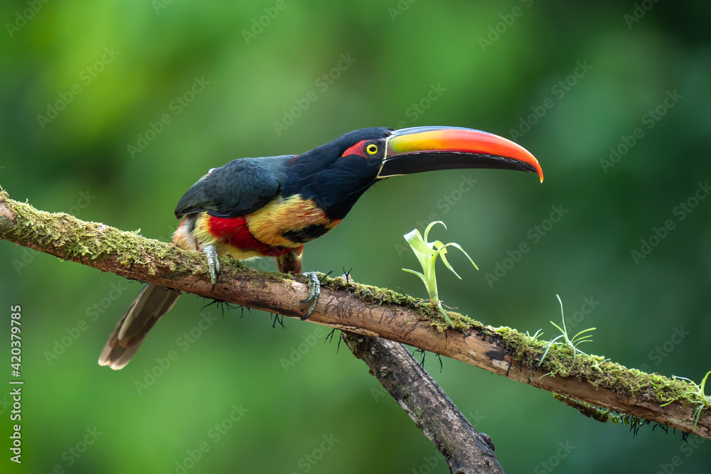 Obraz premium Fiery-billed Aracari - Pteroglossus frantzii is a toucan, a near-passerine bird. It breeds only on the Pacific slopes of southern Costa Rica and western Panama