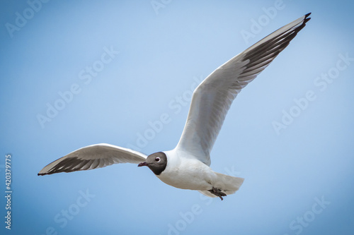 Sea bird flying above Mediterranean sea in Camargue south of France