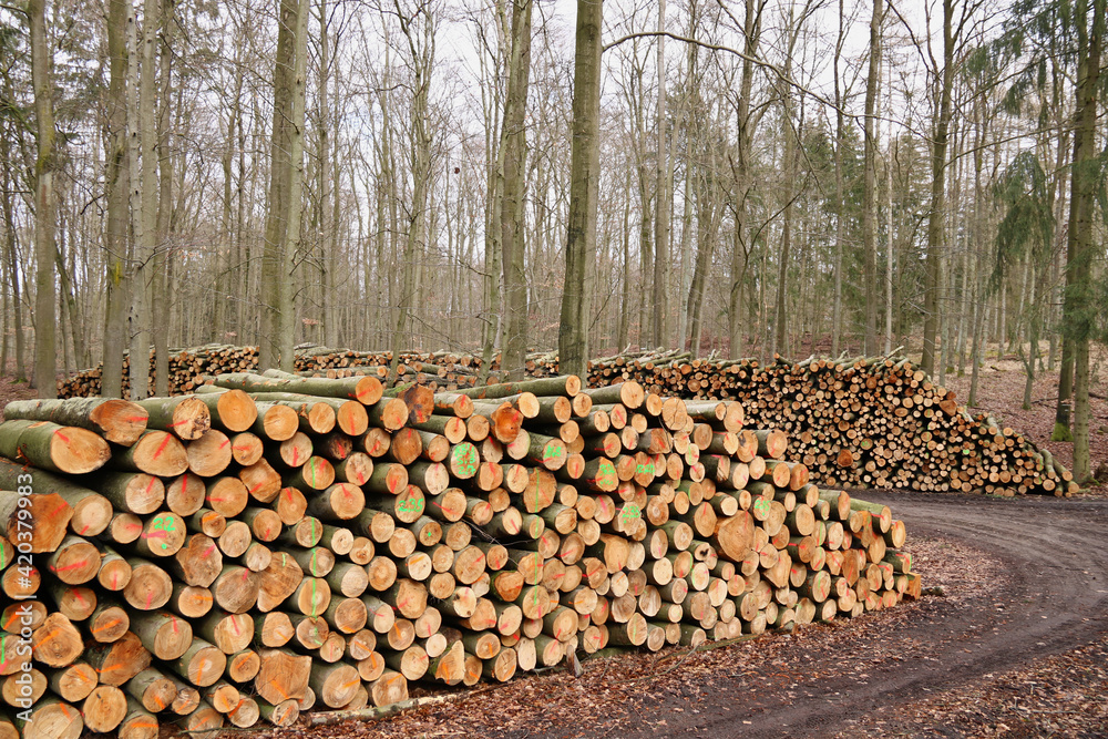Holzpolter mit Kurzholz am Waldweg