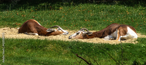 Dama gazelle, Gazella dama mhorr or mhorr gazelle is a species of gazelle photo