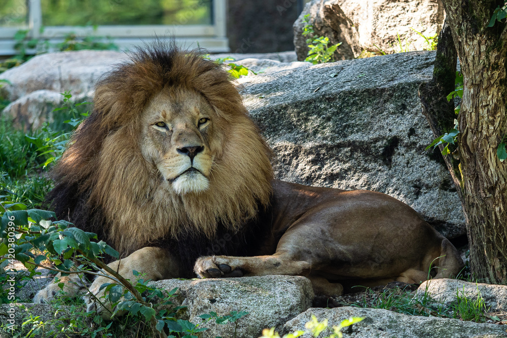 Naklejka premium The lion, Panthera leo is one of the four big cats in the genus Panthera