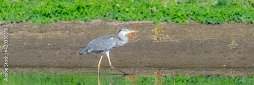 Grey heron or Ardea cinerea on hunting in the lake