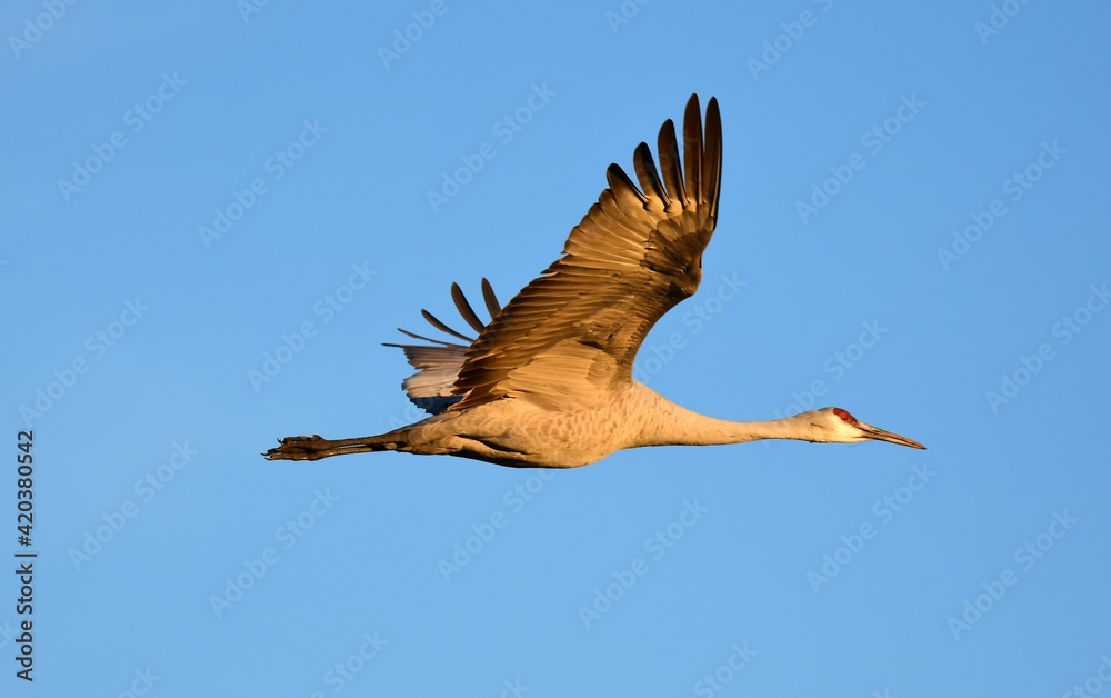 Fototapeta premium pair of beautiful sandhill cranes in flight on a sunny winter day in the bosque del apache national wildlife refuge near socorro, new mexico