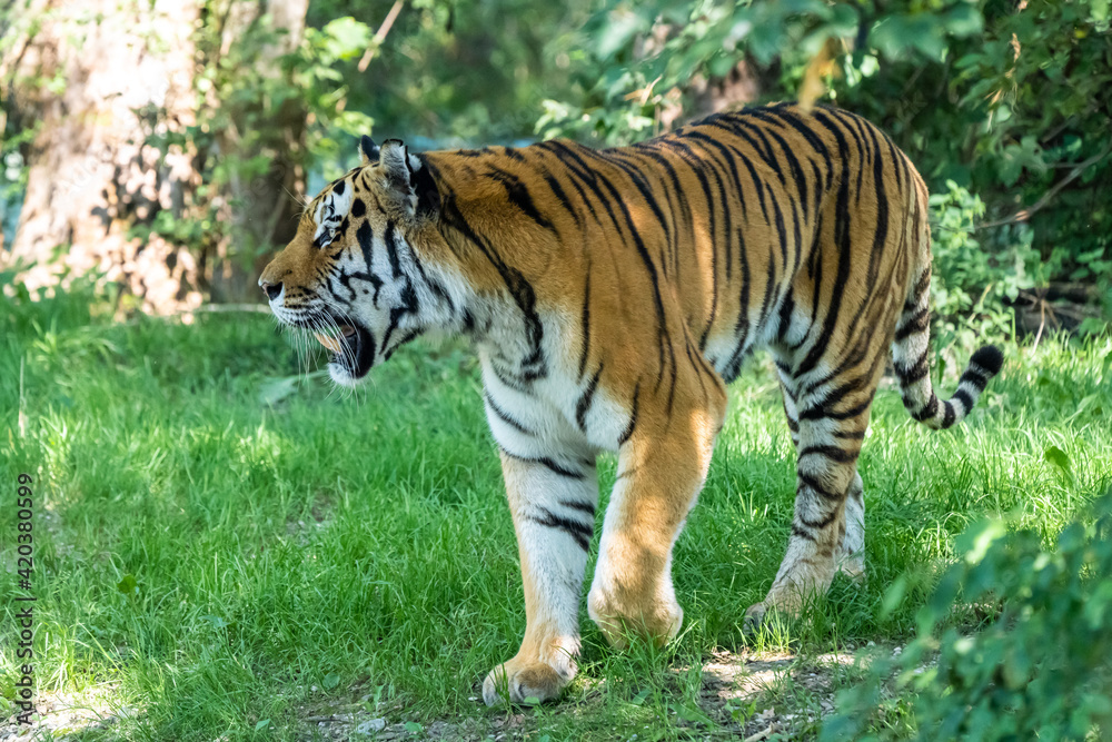 The Siberian tiger,Panthera tigris altaica in a park The Siberian tiger,Panthera tigris altaica in a park