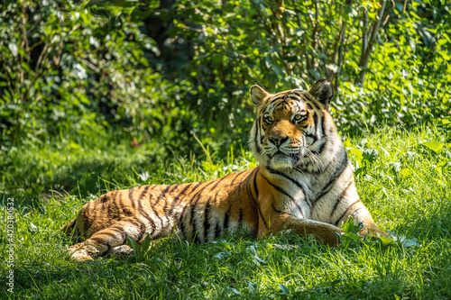 The Siberian tiger Panthera tigris altaica in a park