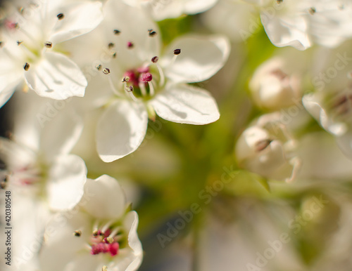 Extreme close up on flower pistels, spring time. photo