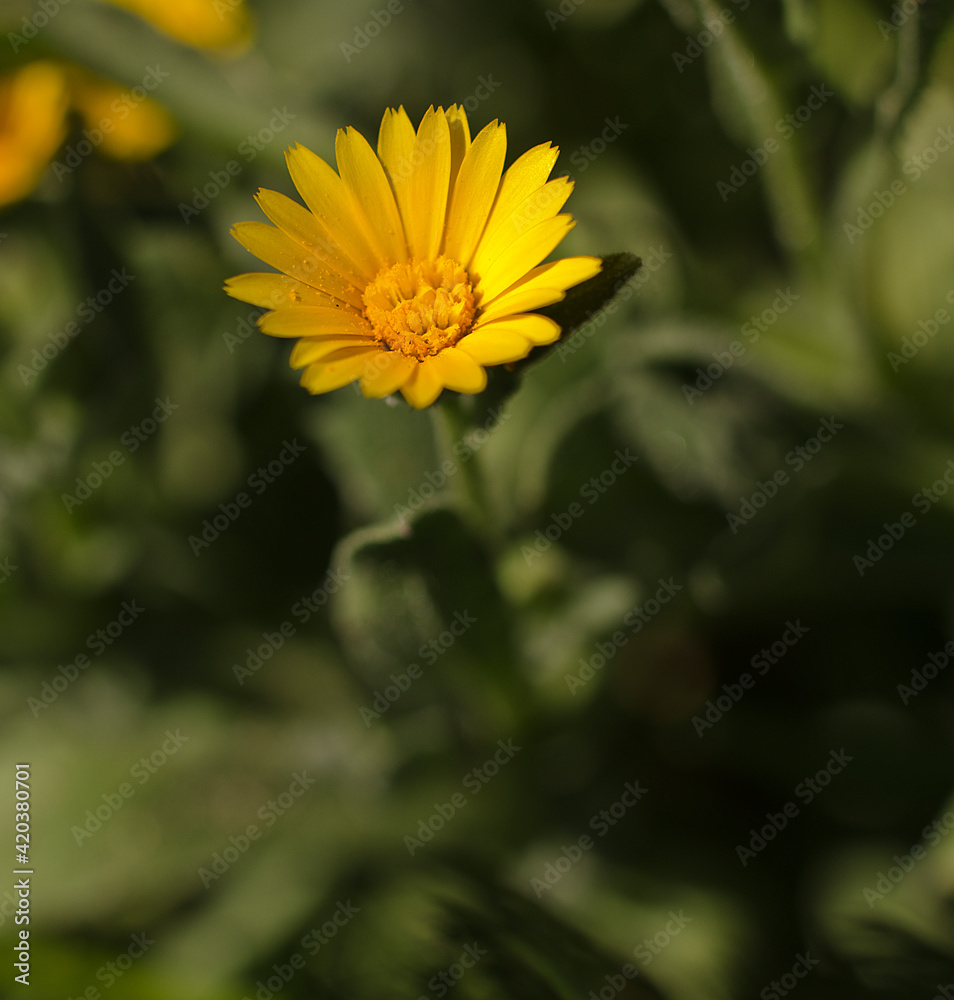 Extreme close up on flower pistels, spring time. Extreme close up on flower pistels, spring time.