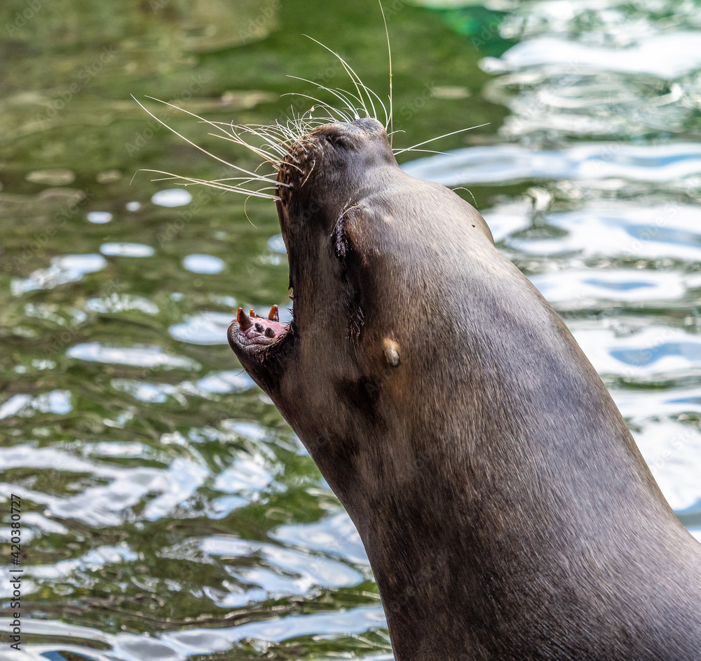 The South American sea lion, Otaria flavescens in the zoo