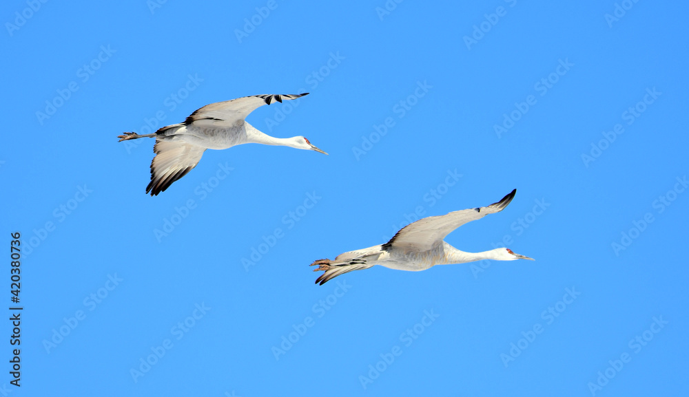 pair of beautiful sandhill cranes in flight on a sunny winter day in the bosque del apache national wildlife refuge near socorro, new mexico