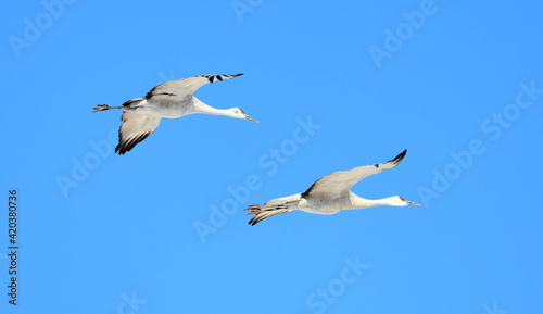 pair of beautiful sandhill cranes in flight on a sunny winter day in the bosque del apache national wildlife refuge near socorro, new mexico © Nina