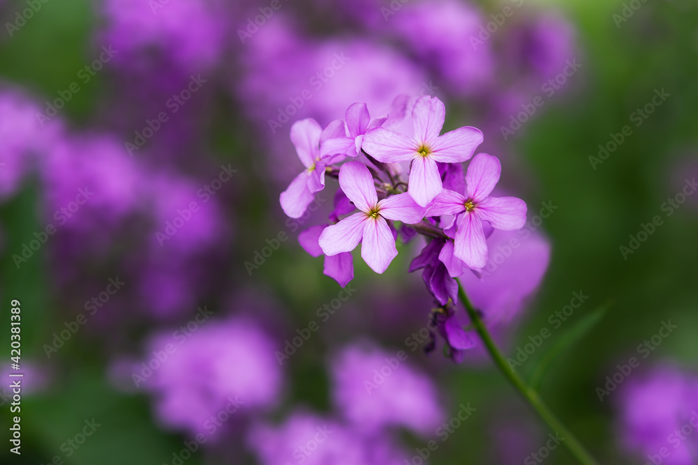 Phlox paniculata variety Forget-me-not blooms close-up on the blurred background of the garden. Bright purple spring flowers in selective focus. Colorful spring natural background. Macrophotography