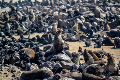 Seal colony near cape cross in namibia © Marc