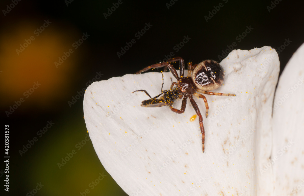 Naklejka premium Araña napoleón (Thomisus onustus). Pequeña araña de la familia Thosmisidae cazando un insecto sobre una flor.