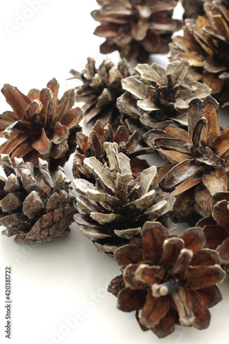 lot of dry brown pine cones on white background