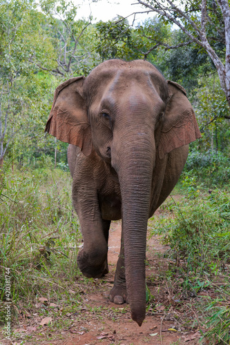 Elephant in an animal sanctuary in Cambodia