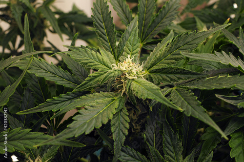 Blooming cannabis plant background  flat lat  top view. Green marijuana pattern. Herbal medicine layout. Hemp recreation  legalization concept.