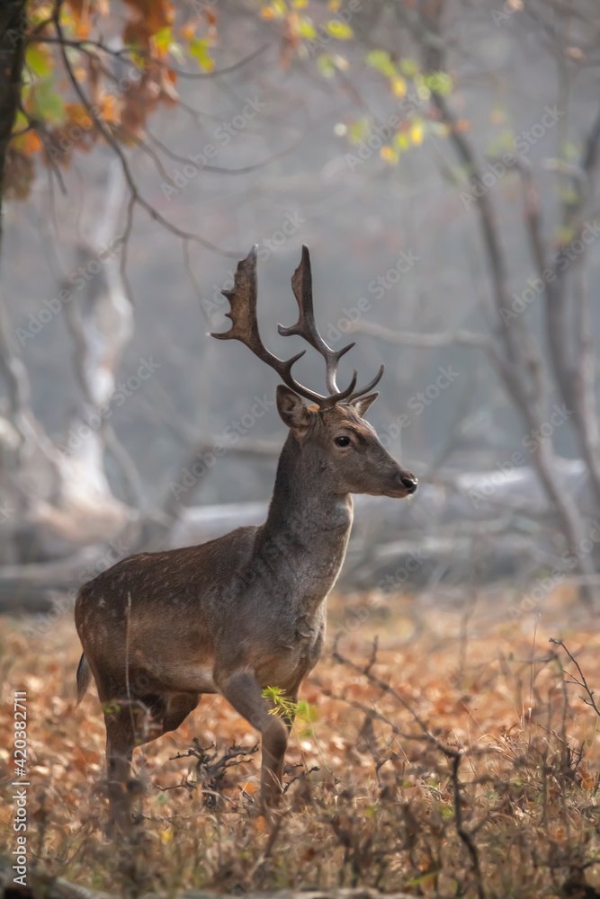 Fallow deer, Dama Dama in the environment Fallow deer, Dama Dama in the environment