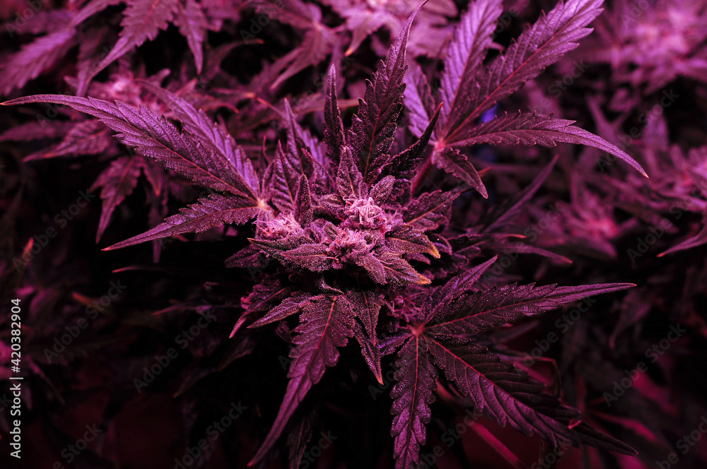 Cannabis bush close-up in grow box with LED phyto lamp. Pink neon grow  light. Micro growing. Stock Photo | Adobe Stock