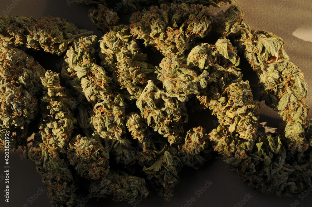 Marijuana buds closeup, come in from the cold concept. Medicinal cannabis flowering on brown background. Hemp recreation, medical use, legalization. Emerging from the shadows in society. Marijuana buds closeup, come in from the cold concept. Medicinal cannabis flowering on brown background. Hemp recreation, medical use, legalization. Emerging from the shadows in society.