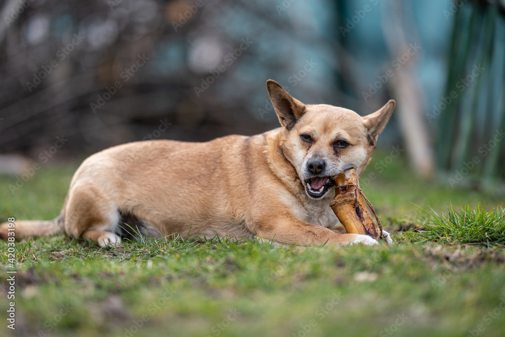 small brown dog chewing a bone